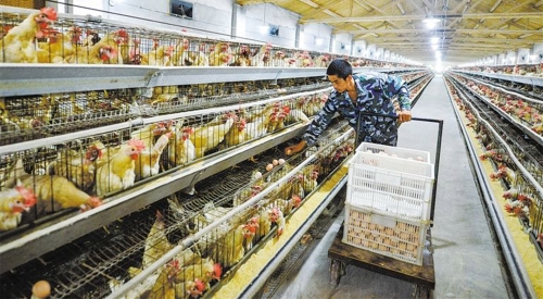 2020鸡粪智能处理啦，你还不知道？